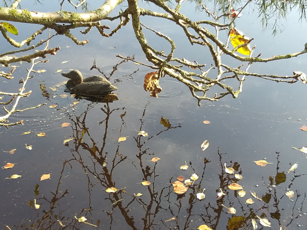 Schaalsmeerpolder plek Veldwerkexpo